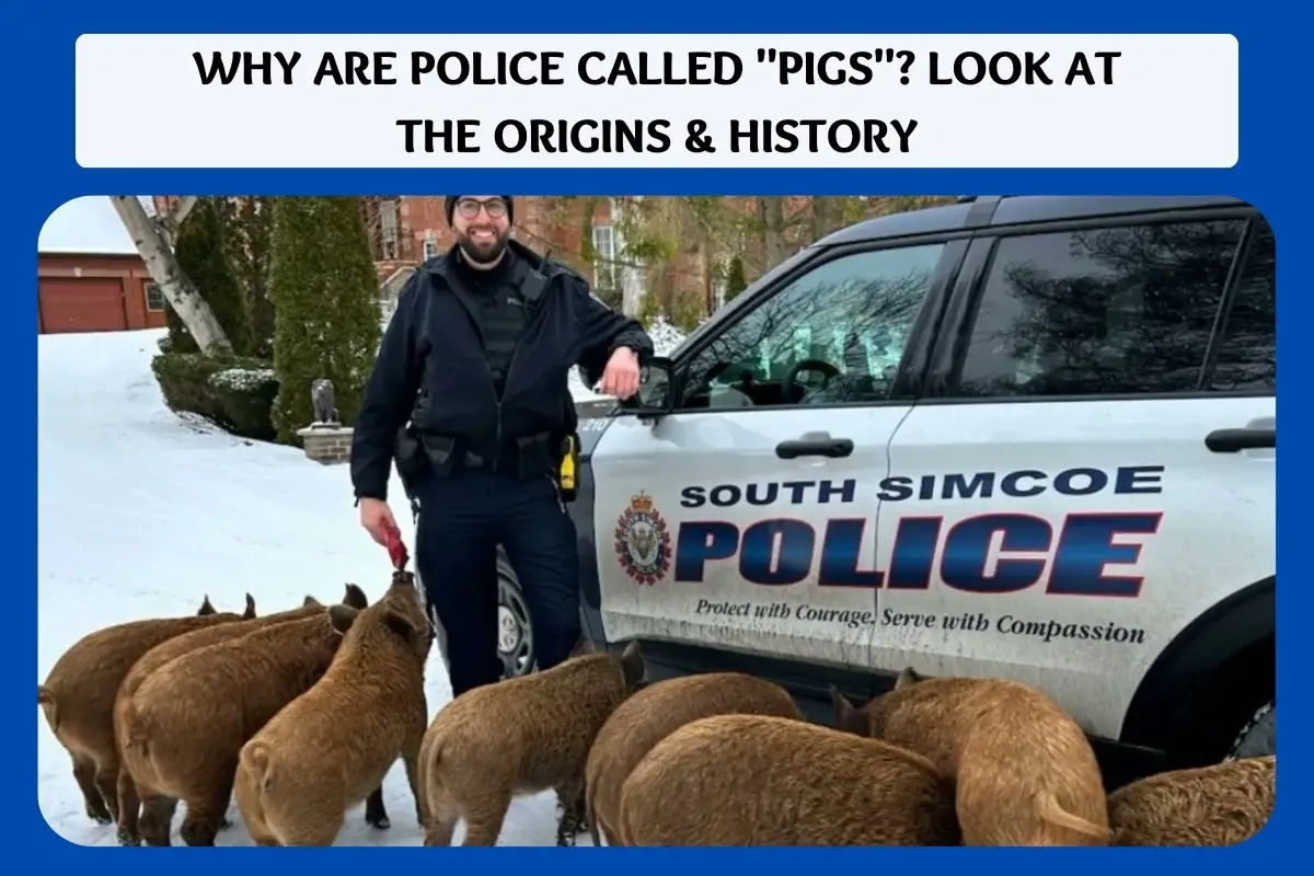why are police called _pigs